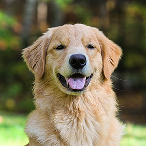   Rufus